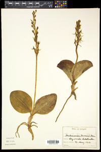 Platanthera hookeri image