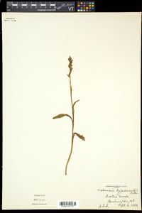 Platanthera huronensis image