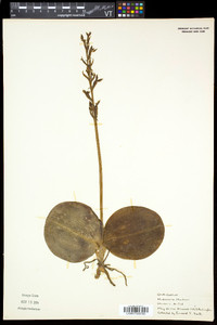 Platanthera hookeri image