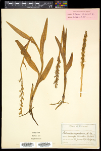 Platanthera huronensis image