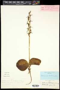 Platanthera hookeri image