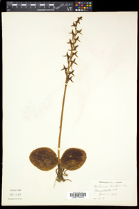 Platanthera hookeri image