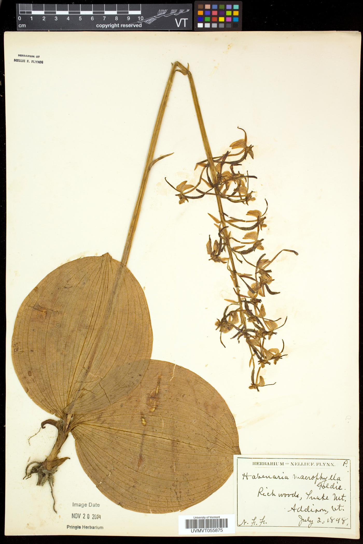 Platanthera macrophylla image