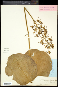 Platanthera macrophylla image