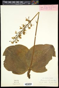 Platanthera orbiculata image