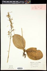 Platanthera orbiculata image