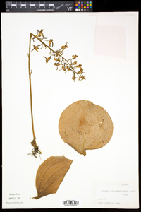 Platanthera orbiculata image