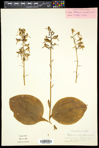 Platanthera orbiculata image