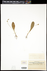 Platanthera obtusata subsp. obtusata image