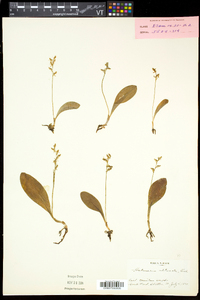 Platanthera obtusata subsp. obtusata image