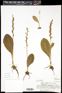 Platanthera obtusata subsp. obtusata image