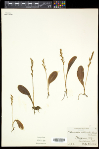 Platanthera obtusata image