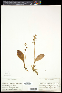 Platanthera obtusata subsp. obtusata image