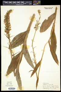 Platanthera psycodes image