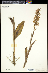 Platanthera psycodes image