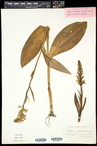 Platanthera psycodes image