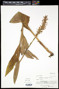 Platanthera psycodes image