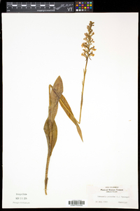 Platanthera psycodes image