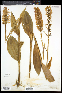 Platanthera psycodes image