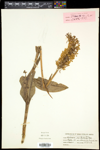 Platanthera psycodes image