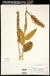 Platanthera psycodes image