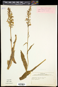 Platanthera psycodes image