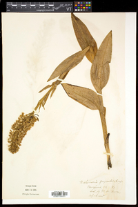 Platanthera psycodes image