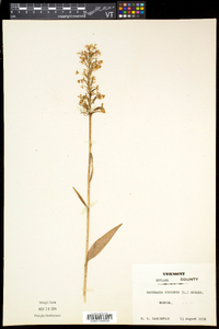 Platanthera psycodes image