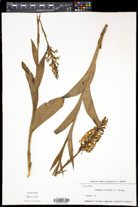 Platanthera psycodes image