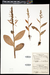 Coeloglossum viride image