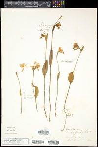 Pogonia ophioglossoides image