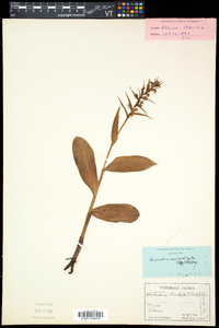 Coeloglossum viride image