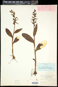 Coeloglossum viride image