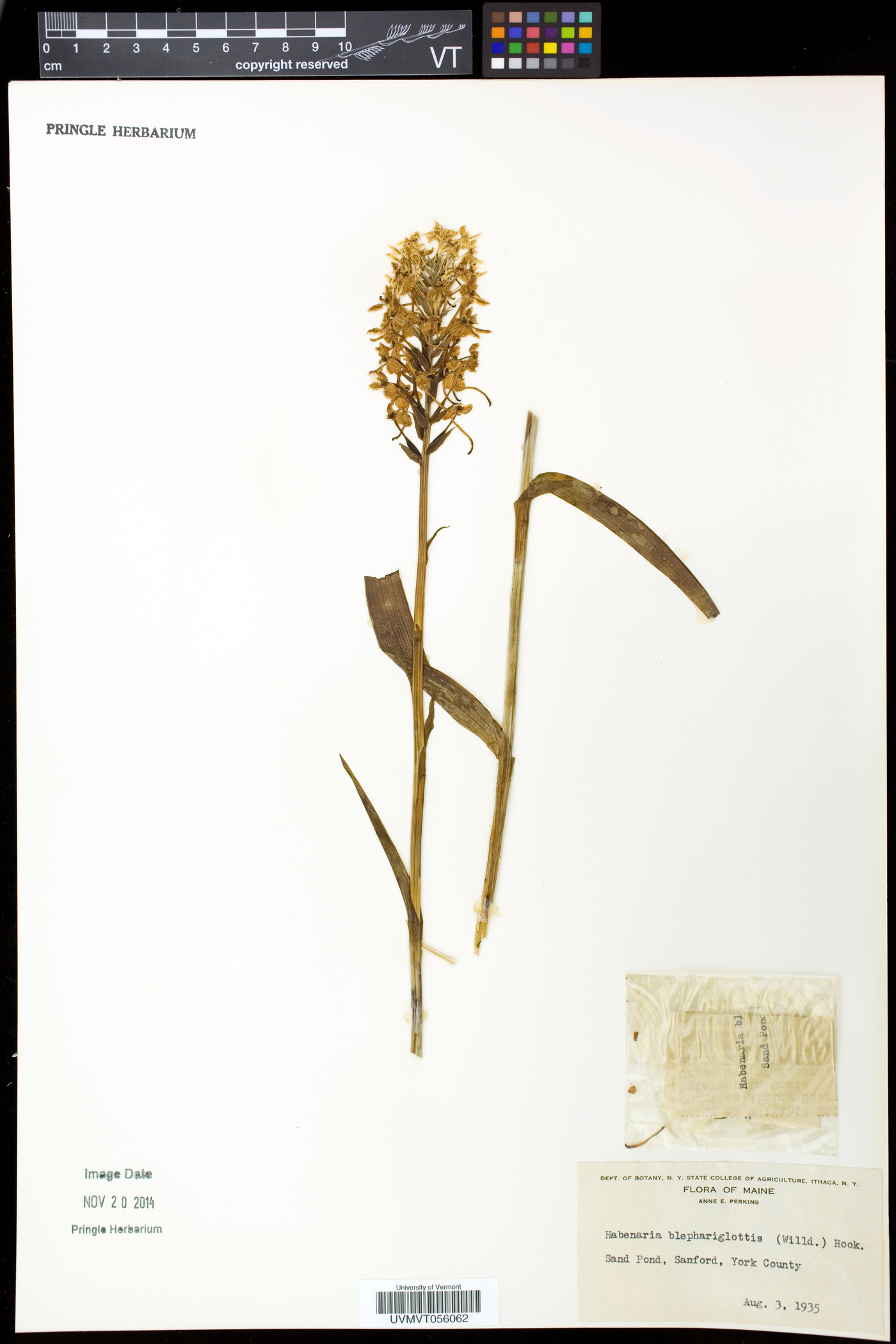 Platanthera blephariglottis image