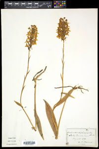 Platanthera blephariglottis var. blephariglottis image