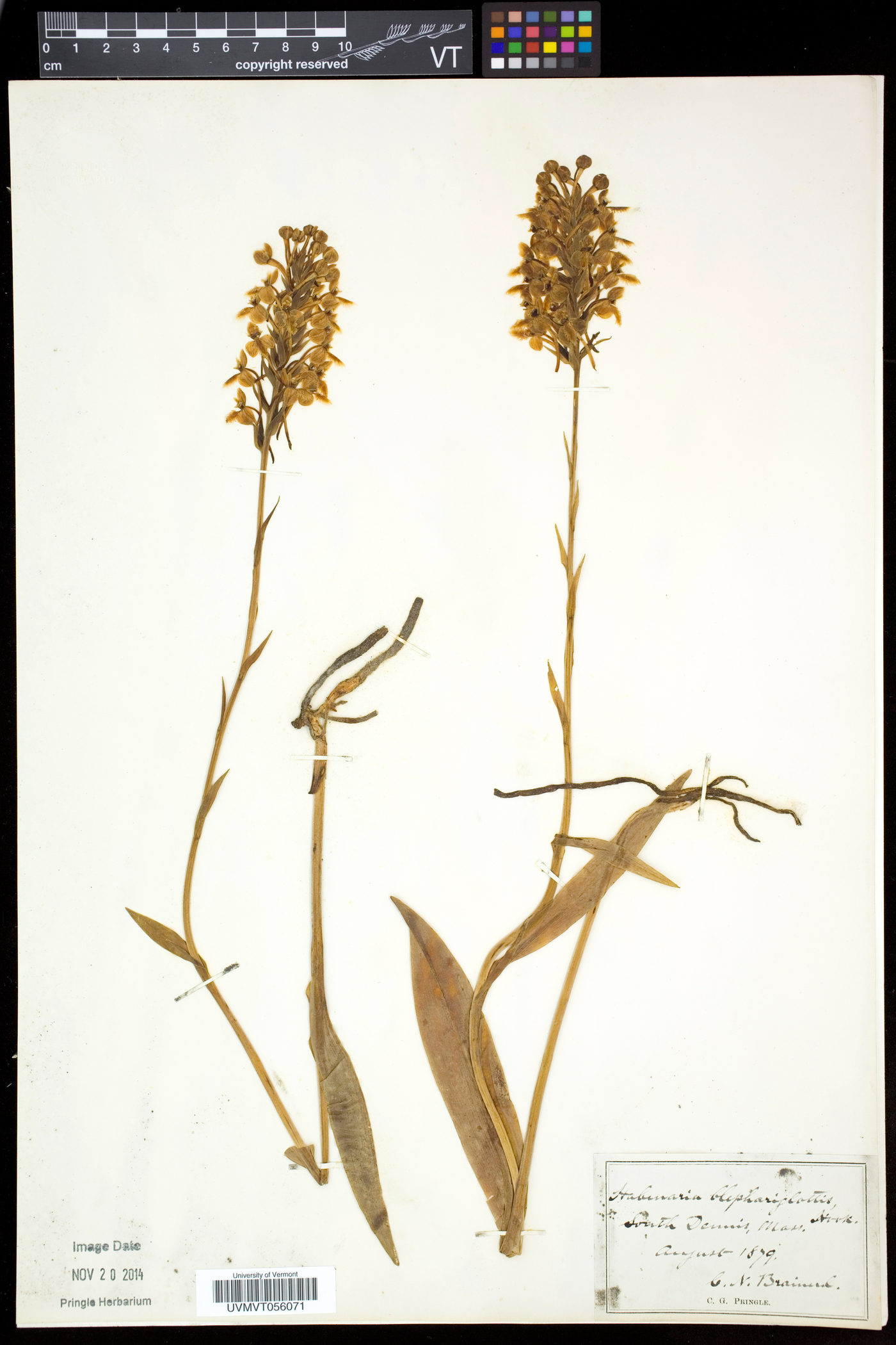 Platanthera blephariglottis image