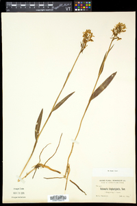 Platanthera blephariglottis var. blephariglottis image