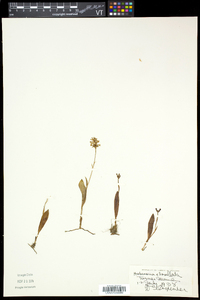 Platanthera clavellata image