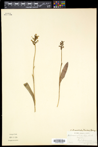 Platanthera clavellata image