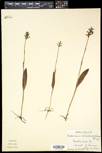 Platanthera clavellata image