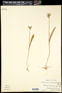 Platanthera clavellata image