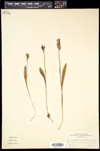 Platanthera clavellata image