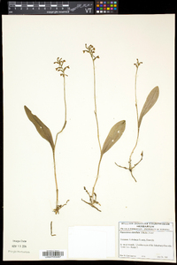 Platanthera clavellata image