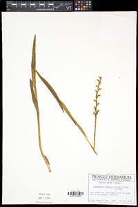 Platanthera dilatata image