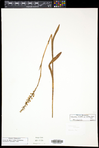 Platanthera dilatata var. dilatata image