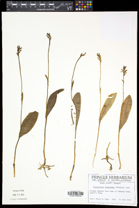 Platanthera clavellata image