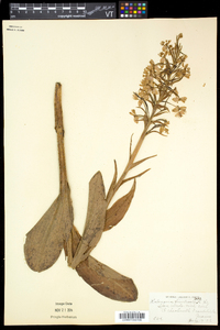 Platanthera grandiflora image