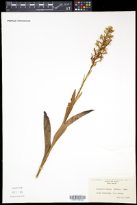 Platanthera lacera image