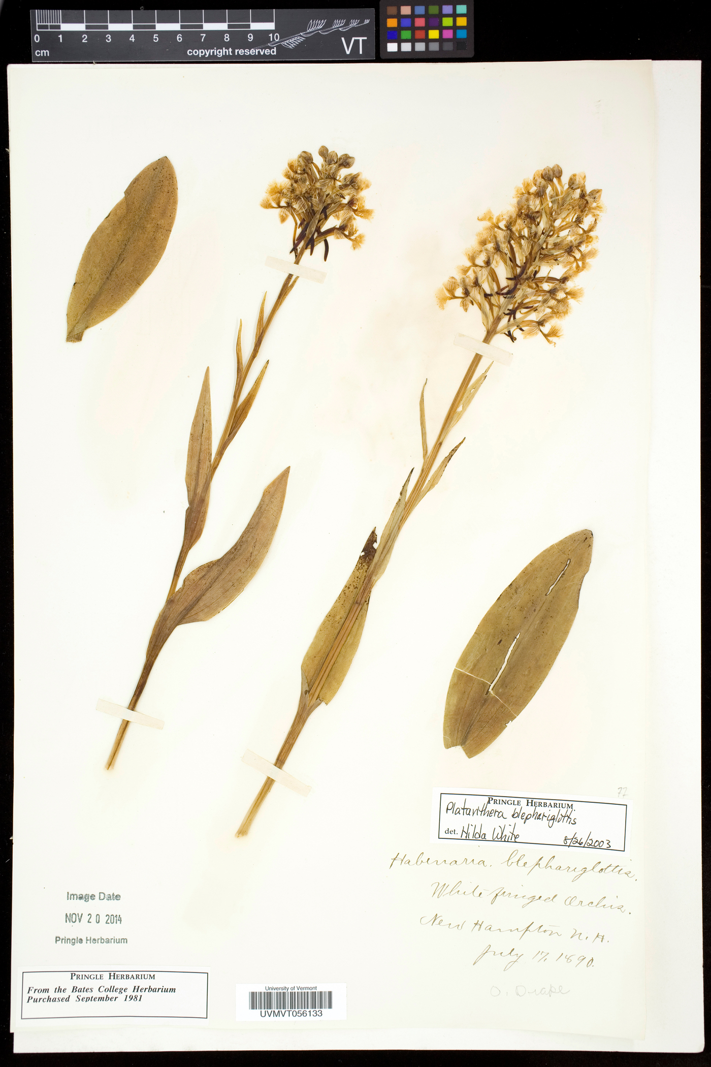 Platanthera blephariglottis var. blephariglottis image