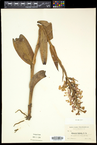 Platanthera grandiflora image